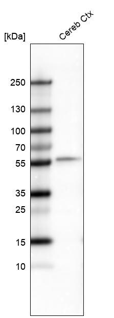 POU3F2/OCT7 Antibody (CL6228) - Azide and BSA Free Western Blot: POU3F2/OCT7 Antibody [NBP3-43883]