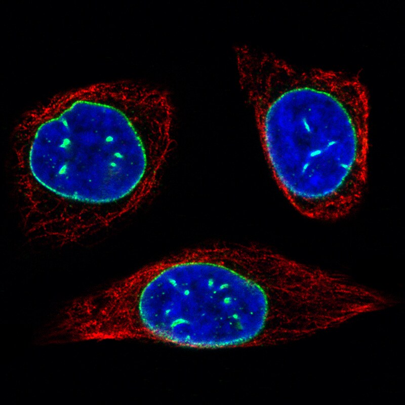 Emerin Antibody (CL0201) - Azide and BSA Free Immunocytochemistry/ Immunofluorescence: Emerin Antibody [NBP3-43885]