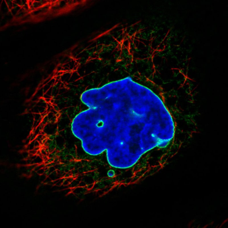 Emerin Antibody (CL0203) - Azide and BSA Free Immunocytochemistry/ Immunofluorescence: Emerin Antibody [NBP3-43886]