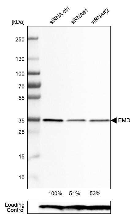 Emerin Antibody (CL0203) - Azide and BSA Free Western Blot: Emerin Antibody [NBP3-43886]