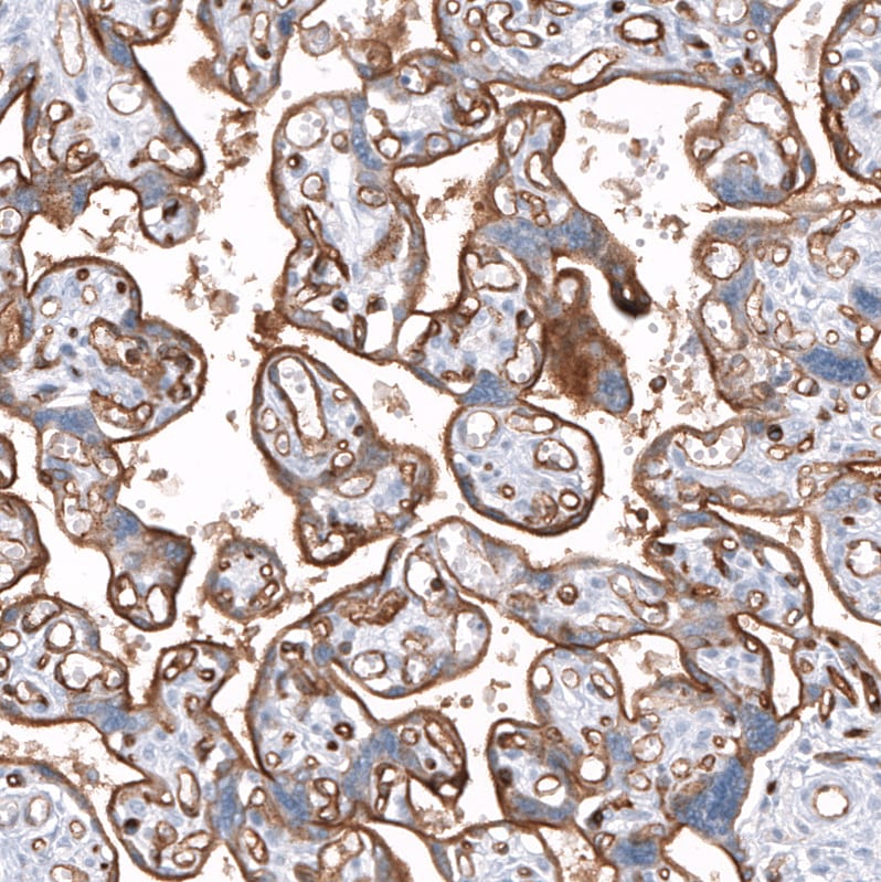 Dysferlin Antibody (CL10888) - Azide and BSA Free Immunohistochemistry-Paraffin: Dysferlin Antibody [NBP3-43895]