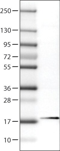 RBM3 Antibody (CL0296) - Azide and BSA Free Western Blot: RBM3 Antibody [NBP3-43899]