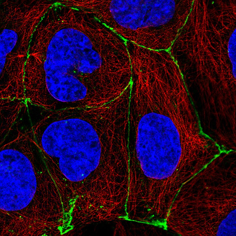 Occludin Antibody (CL1567) - Azide and BSA Free Immunocytochemistry/ Immunofluorescence: Occludin Antibody [NBP3-43903]