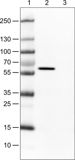Occludin Antibody (CL1567) - Azide and BSA Free Western Blot: Occludin Antibody [NBP3-43903]