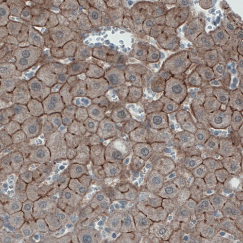 Occludin Antibody (CL1567) - Azide and BSA Free Immunohistochemistry-Paraffin: Occludin Antibody [NBP3-43903]