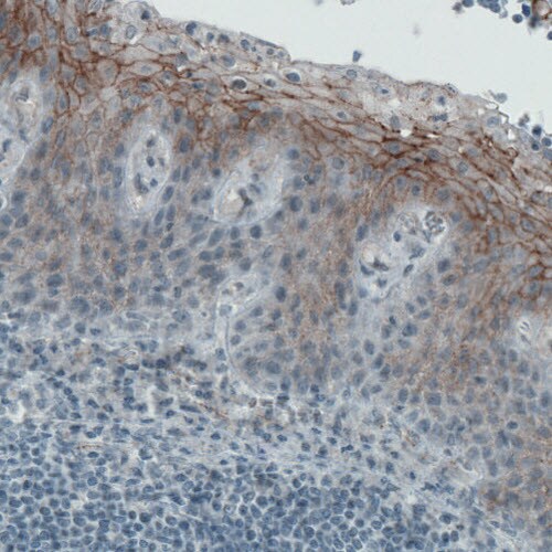 Occludin Antibody (CL1567) - Azide and BSA Free Immunohistochemistry-Paraffin: Occludin Antibody [NBP3-43903]
