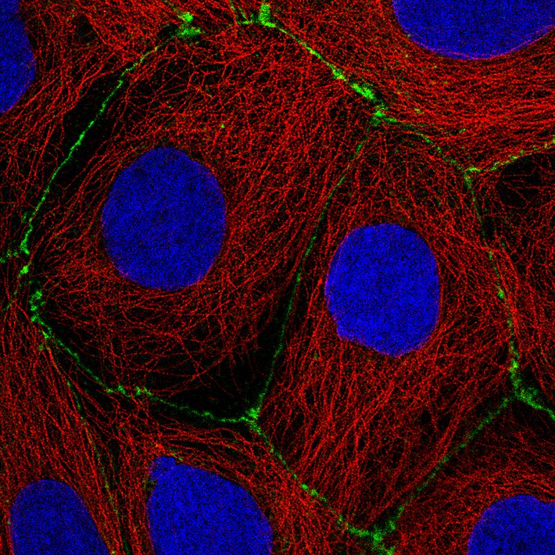 Occludin Antibody (CL1608) - Azide and BSA Free Immunocytochemistry/ Immunofluorescence: Occludin Antibody [NBP3-43904]