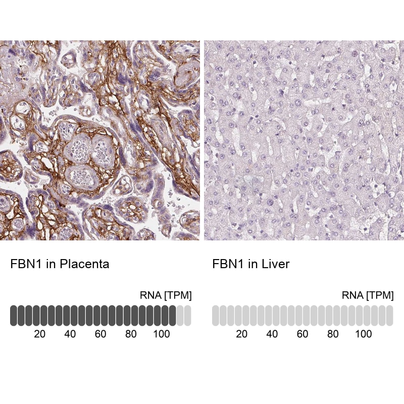 Fibrillin 1 Antibody (CL0226) - Azide and BSA Free Immunohistochemistry-Paraffin: Fibrillin 1 Antibody [NBP3-43906]