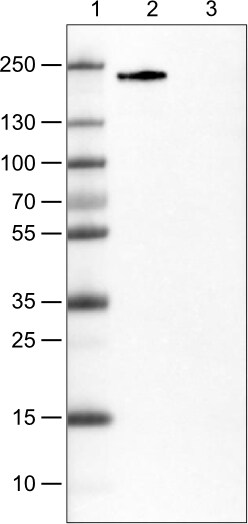 ZEB1 Antibody (CL0151) - Azide and BSA Free Western Blot: ZEB1 Antibody [NBP3-43907]