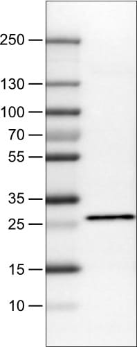 SDHB Antibody (CL0346) - Azide and BSA Free Western Blot: SDHB Antibody [NBP3-43913]