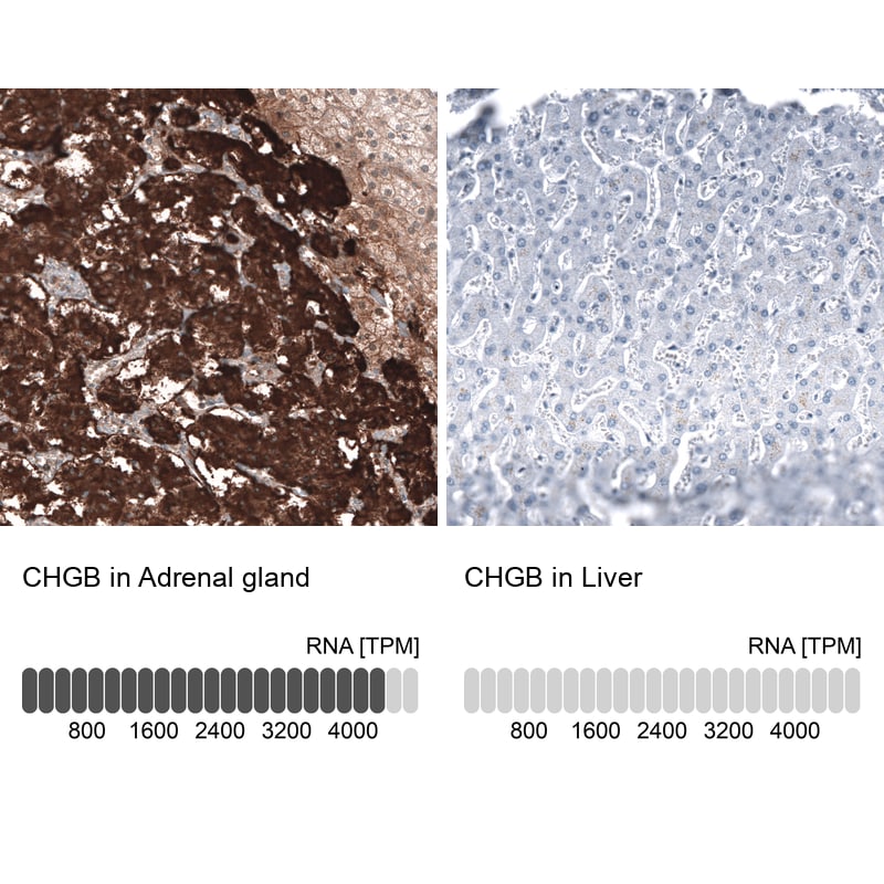 Chromogranin B Antibody (CL11393) - Azide and BSA Free Immunohistochemistry-Paraffin: Chromogranin B Antibody [NBP3-43914]