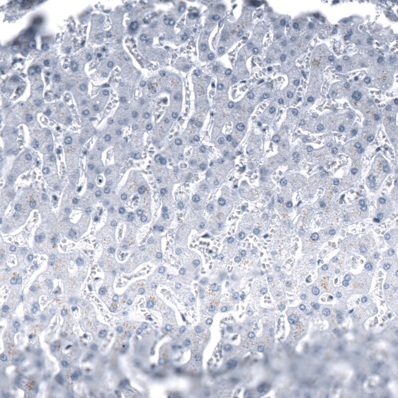 Chromogranin B Antibody (CL11393) - Azide and BSA Free Immunohistochemistry-Paraffin: Chromogranin B Antibody [NBP3-43914]
