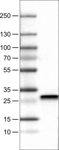 SDHB Antibody (CL0347) - Azide and BSA Free Western Blot: SDHB Antibody [NBP3-43915]