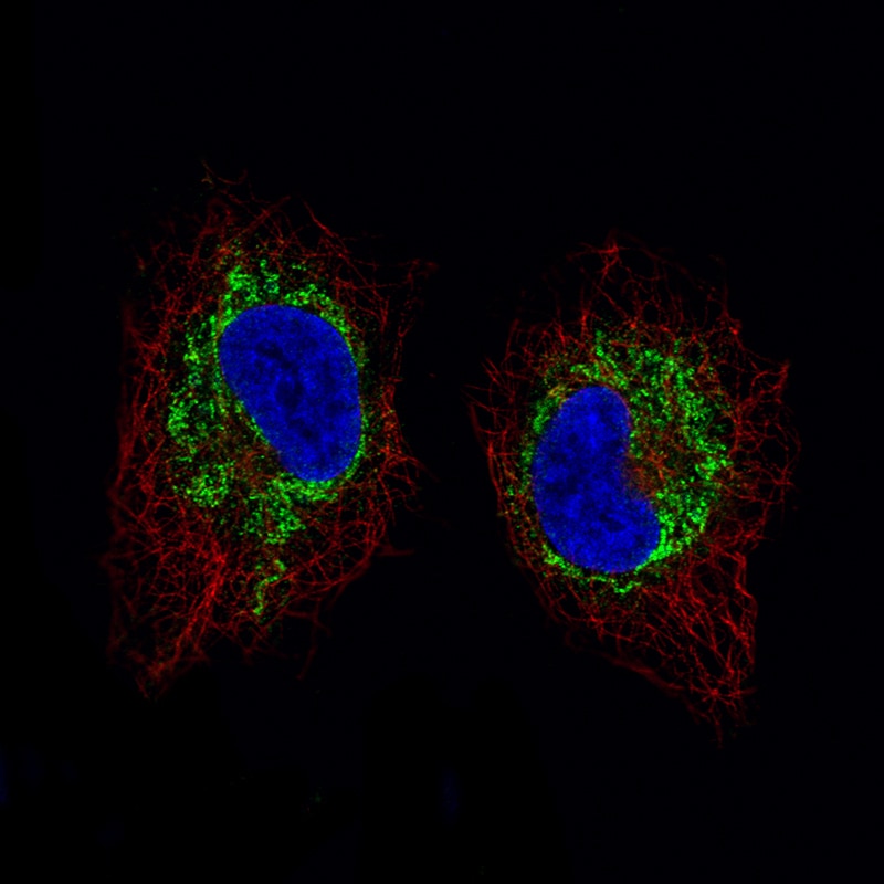 SDHB Antibody (CL0349) - Azide and BSA Free Immunocytochemistry/ Immunofluorescence: SDHB Antibody [NBP3-43917]