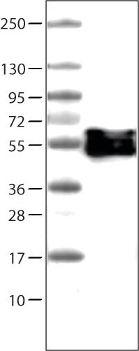 Vimentin Antibody (CL0157) - Azide and BSA Free Western Blot: Vimentin Antibody [NBP3-43924]