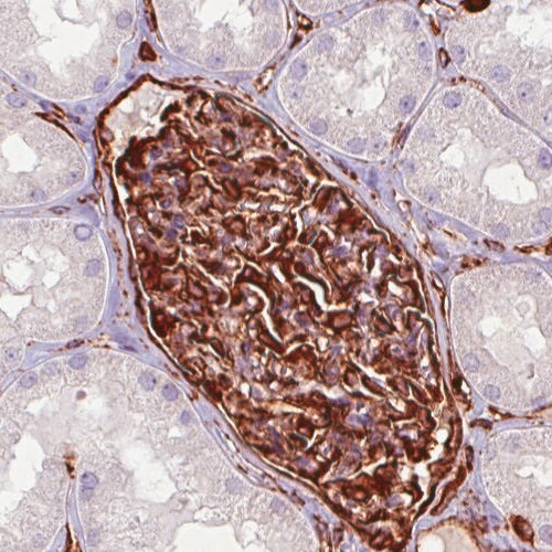Vimentin Antibody (CL0157) - Azide and BSA Free Immunohistochemistry-Paraffin: Vimentin Antibody [NBP3-43924]