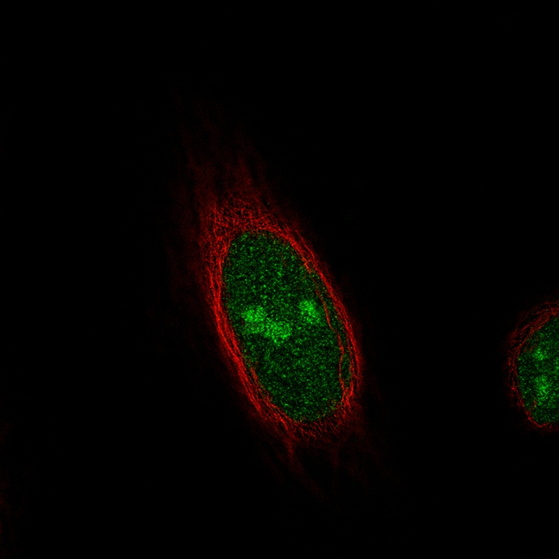 TLE3 Antibody (CL3573) - Azide and BSA Free Immunocytochemistry/ Immunofluorescence: TLE3 Antibody [NBP3-43936]