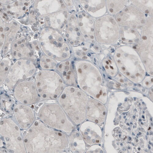 TLE3 Antibody (CL3573) - Azide and BSA Free Immunohistochemistry-Paraffin: TLE3 Antibody [NBP3-43936]