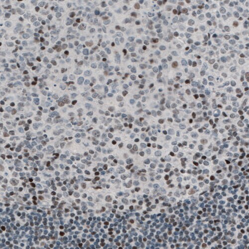 TLE3 Antibody (CL3573) - Azide and BSA Free Immunohistochemistry-Paraffin: TLE3 Antibody [NBP3-43936]