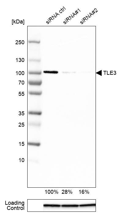 TLE3 Antibody (CL3573) - Azide and BSA Free Western Blot: TLE3 Antibody [NBP3-43936]