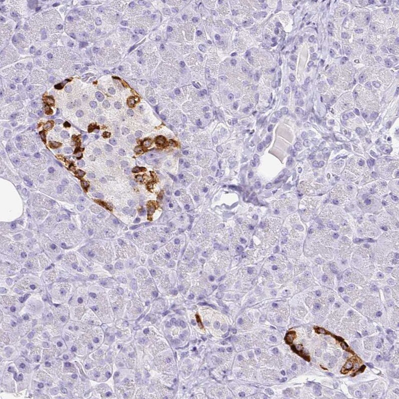 Transthyretin/Prealbumin Antibody (CL0290) - Azide and BSA Free Immunohistochemistry-Paraffin: Transthyretin/Prealbumin Antibody [NBP3-43937]
