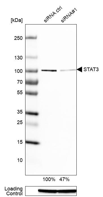 STAT3 Antibody (CL0490) - Azide and BSA Free Western Blot: STAT3 Antibody [NBP3-43940]