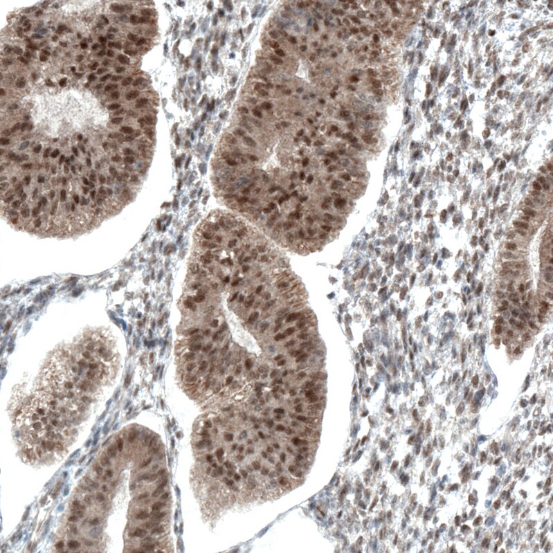 STAT3 Antibody (CL0492) - Azide and BSA Free Immunohistochemistry-Paraffin: STAT3 Antibody [NBP3-43941]