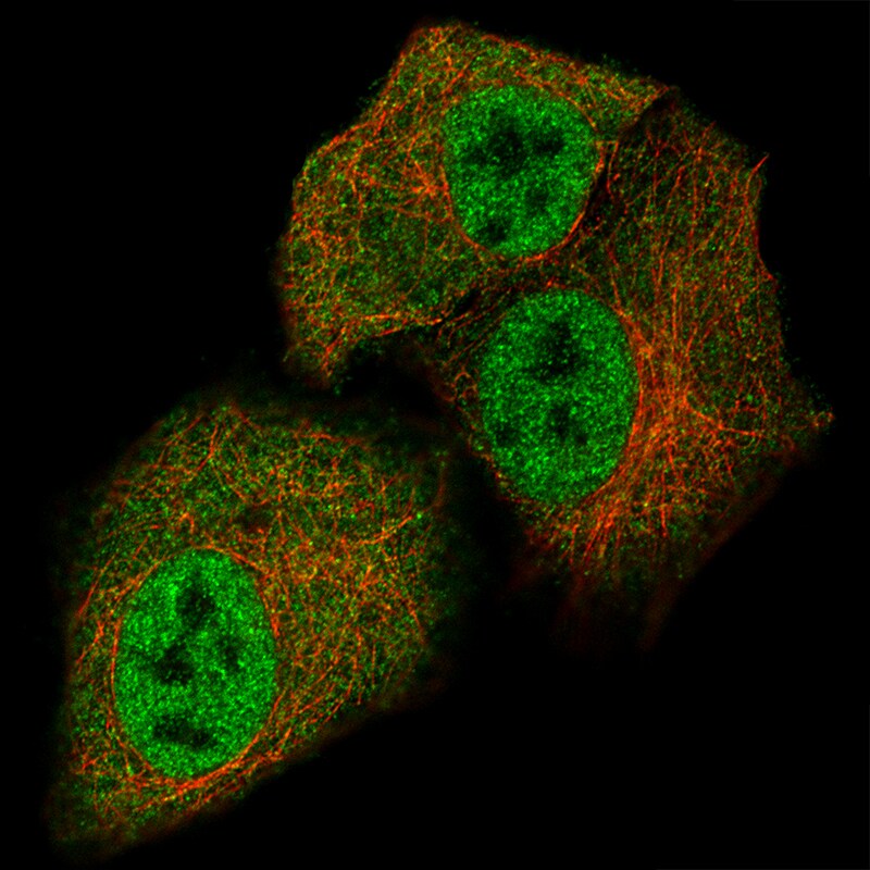 STAT3 Antibody (CL0492) - Azide and BSA Free Immunocytochemistry/ Immunofluorescence: STAT3 Antibody [NBP3-43941]