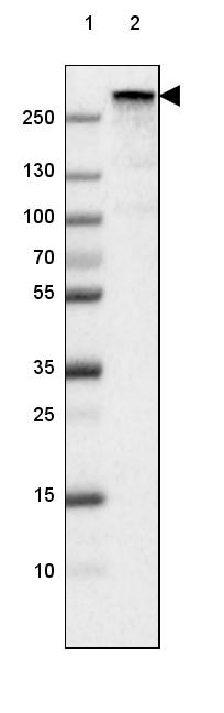 Fibronectin Antibody (CL3730) - Azide and BSA Free Western Blot: Fibronectin Antibody [NBP3-43942]