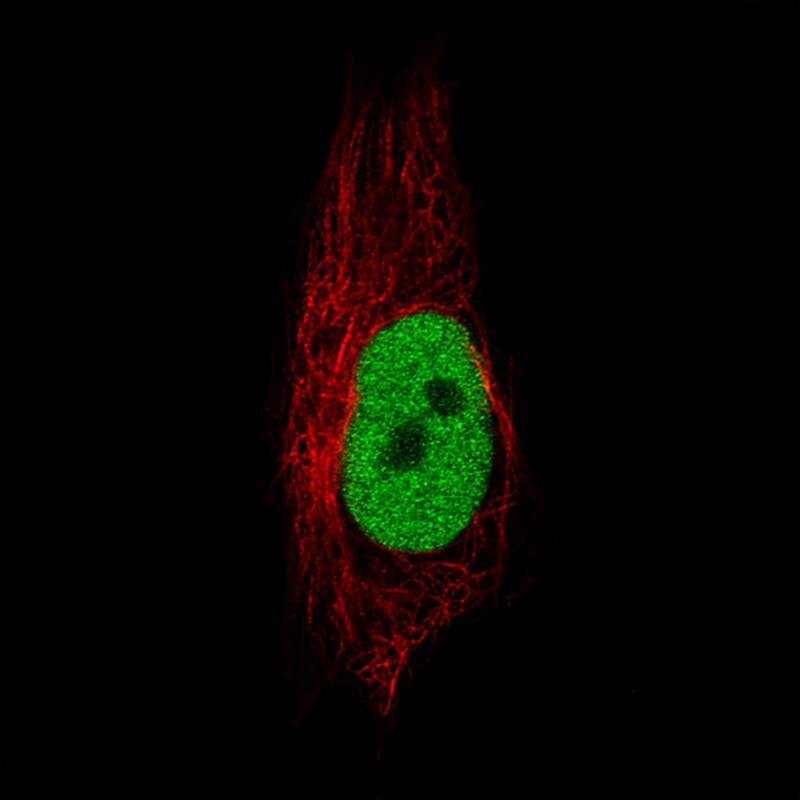 Anillin Antibody (CL0301) - Azide and BSA Free Immunocytochemistry/ Immunofluorescence: Anillin Antibody [NBP3-43944]