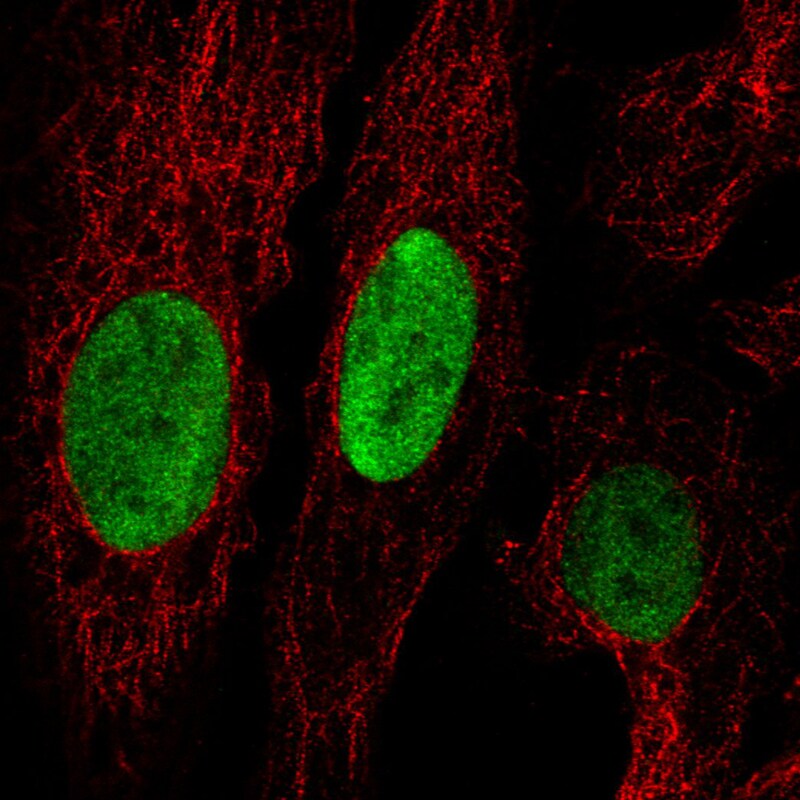 Anillin Antibody (CL0303) - Azide and BSA Free Immunocytochemistry/ Immunofluorescence: Anillin Antibody [NBP3-43945]