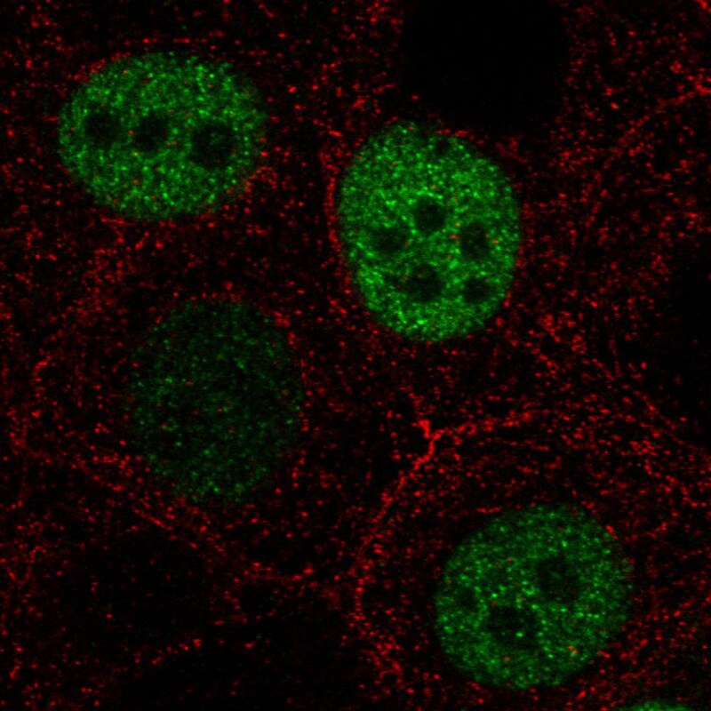 Anillin Antibody (CL0303) - Azide and BSA Free Immunocytochemistry/ Immunofluorescence: Anillin Antibody [NBP3-43945]