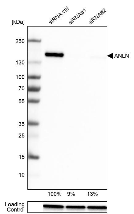 Anillin Antibody (CL0303) - Azide and BSA Free Western Blot: Anillin Antibody [NBP3-43945]