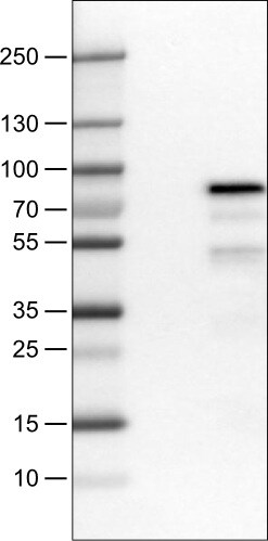 TCF-2/HNF-1 beta Antibody (CL0374) - Azide and BSA Free Western Blot: TCF-2/HNF-1 beta Antibody [NBP3-43951]