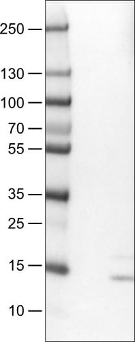 RNASE7 Antibody (CL0223) - Azide and BSA Free Western Blot: RNASE7 Antibody [NBP3-43952]