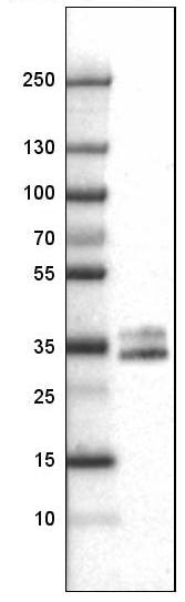 CD40/TNFRSF5 Antibody (CL1673) - Azide and BSA Free Western Blot: CD40/TNFRSF5 Antibody [NBP3-43956]