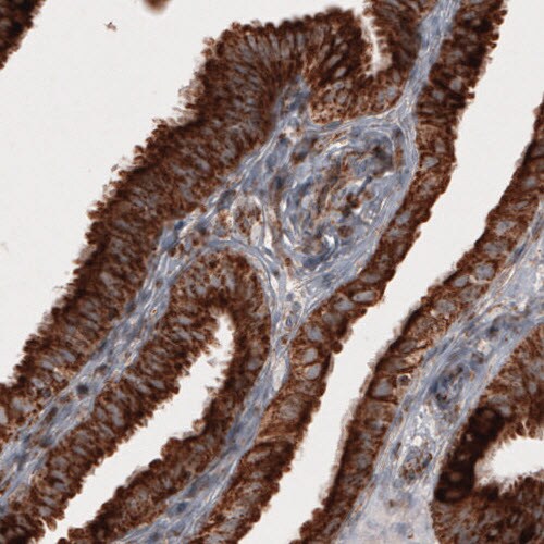 COX4 Antibody (CL3501) - Azide and BSA Free Immunohistochemistry-Paraffin: COX4 Antibody [NBP3-43961]