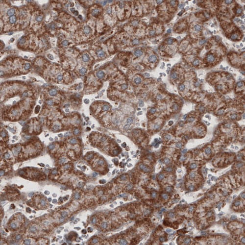 COX4 Antibody (CL3501) - Azide and BSA Free Immunohistochemistry-Paraffin: COX4 Antibody [NBP3-43961]