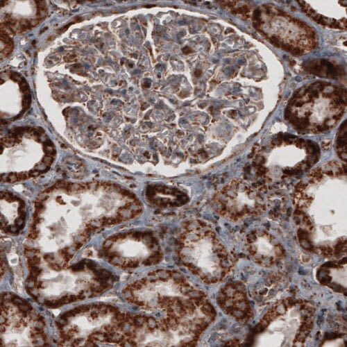 COX4 Antibody (CL3501) - Azide and BSA Free Immunohistochemistry-Paraffin: COX4 Antibody [NBP3-43961]
