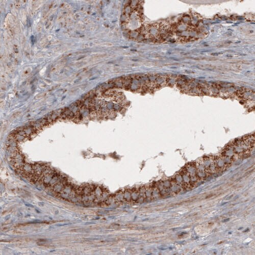 COX4 Antibody (CL3501) - Azide and BSA Free Immunohistochemistry-Paraffin: COX4 Antibody [NBP3-43961]