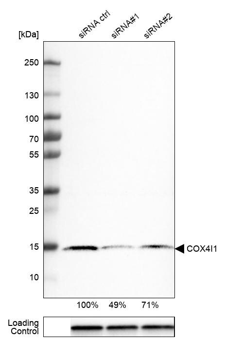 COX4 Antibody (CL3501) - Azide and BSA Free Western Blot: COX4 Antibody [NBP3-43961]