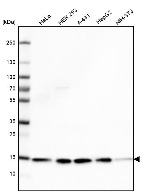 COX4 Antibody (CL3501) - Azide and BSA Free Western Blot: COX4 Antibody [NBP3-43961]