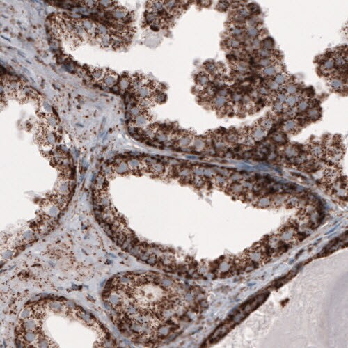 COX4 Antibody (CL3497) - Azide and BSA Free Immunohistochemistry-Paraffin: COX4 Antibody [NBP3-43962]