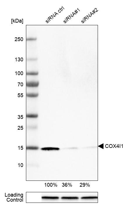 COX4 Antibody (CL3497) - Azide and BSA Free Western Blot: COX4 Antibody [NBP3-43962]