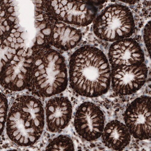 COX4 Antibody (CL3497) - Azide and BSA Free Immunohistochemistry-Paraffin: COX4 Antibody [NBP3-43962]