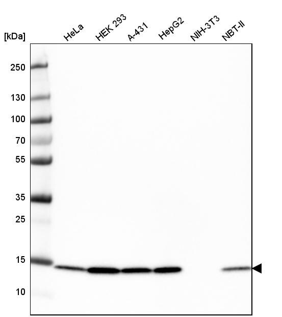 COX4 Antibody (CL3497) - Azide and BSA Free Western Blot: COX4 Antibody [NBP3-43962]