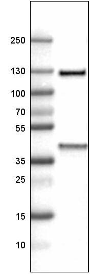 ITIH4 Antibody (CL1858) - Azide and BSA Free Western Blot: ITIH4 Antibody [NBP3-43963]