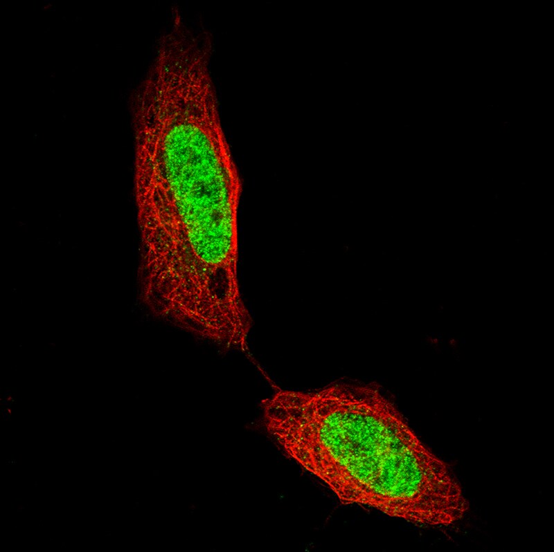 CDP/CUTL1 Antibody (CL5275) - Azide and BSA Free Immunocytochemistry/ Immunofluorescence: CDP/CUTL1 Antibody [NBP3-43964]
