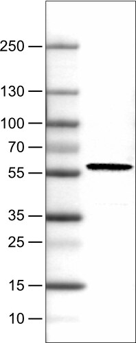 PHGDH Antibody (CL0555) - Azide and BSA Free Western Blot: PHGDH Antibody [NBP3-43966]