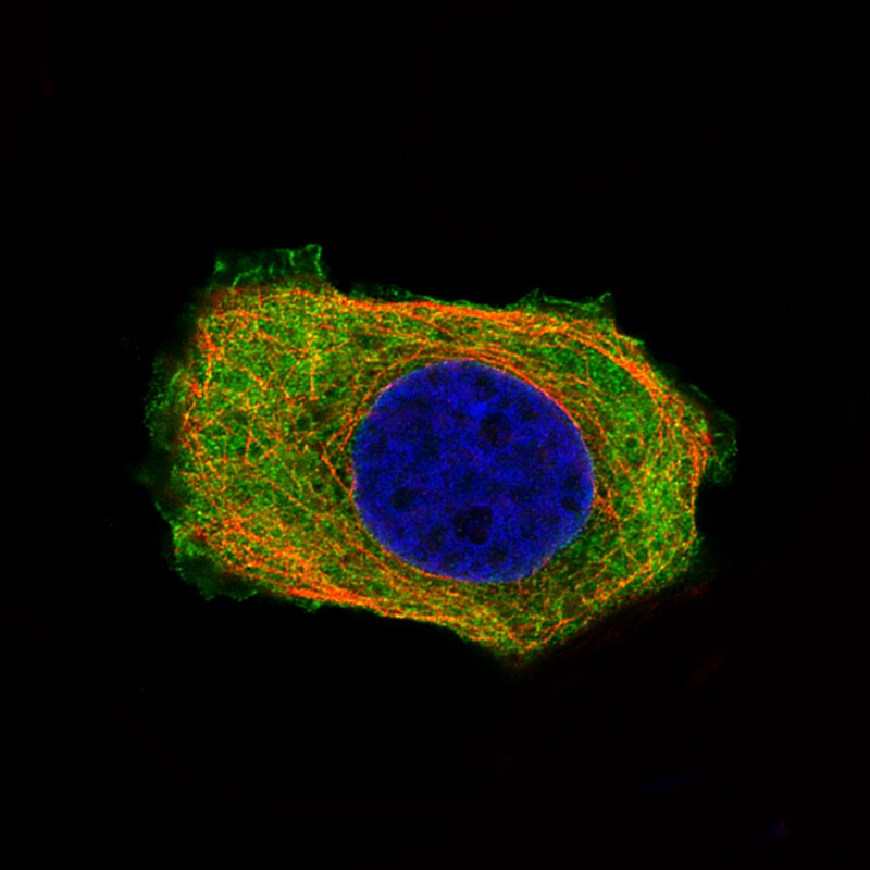 PHGDH Antibody (CL0555) - Azide and BSA Free Immunocytochemistry/ Immunofluorescence: PHGDH Antibody [NBP3-43966]